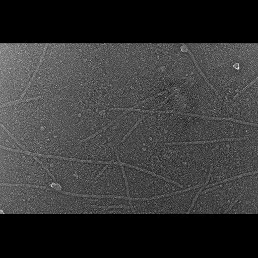  NCBI Organism:Oryctolagus cuniculus; Cell Types:skeletal muscle cell Cell Components:cytoskeleton Biological process:skeletal muscle contraction