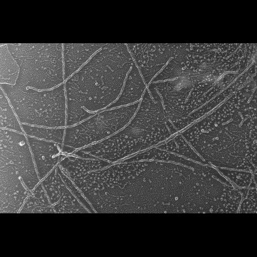  NCBI Organism:Oryctolagus cuniculus; Cell Types:skeletal muscle cell Cell Components:cytoskeleton Biological process:skeletal muscle contraction