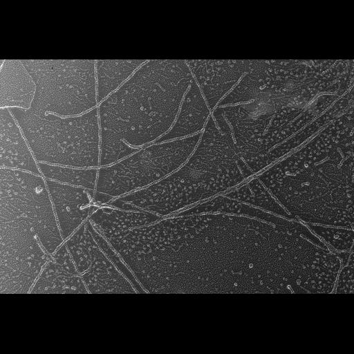  NCBI Organism:Oryctolagus cuniculus; Cell Types:skeletal muscle cell Cell Components:cytoskeleton Biological process:skeletal muscle contraction