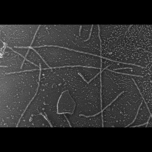  NCBI Organism:Oryctolagus cuniculus; Cell Types:skeletal muscle cell Cell Components:cytoskeleton Biological process:skeletal muscle contraction