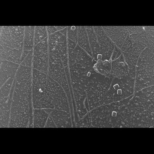  NCBI Organism:Oryctolagus cuniculus; Cell Types:skeletal muscle cell Cell Components:cytoskeleton Biological process:skeletal muscle contraction