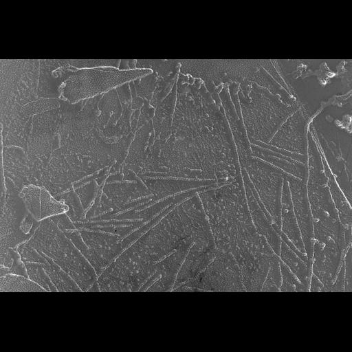  NCBI Organism:Oryctolagus cuniculus; Cell Types:skeletal muscle cell Cell Components:cytoskeleton Biological process:skeletal muscle contraction