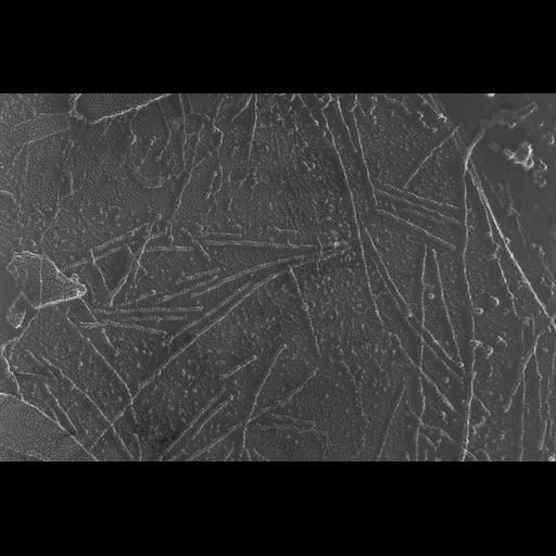  NCBI Organism:Oryctolagus cuniculus; Cell Types:skeletal muscle cell Cell Components:cytoskeleton Biological process:skeletal muscle contraction