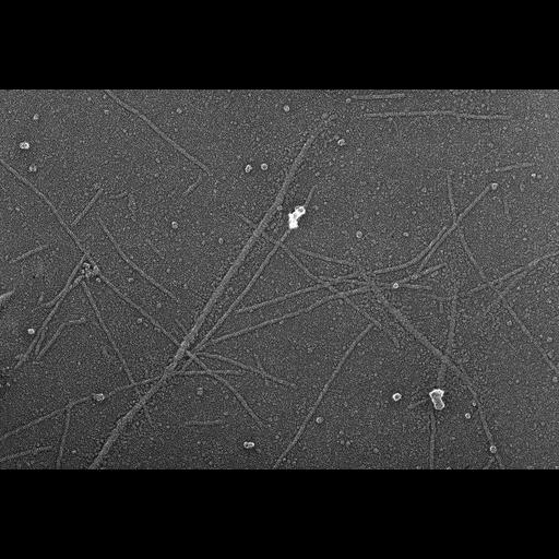  NCBI Organism:Oryctolagus cuniculus; Cell Types:skeletal muscle cell Cell Components:cytoskeleton Biological process:skeletal muscle contraction