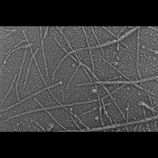  NCBI Organism:Oryctolagus cuniculus; Cell Types:skeletal muscle cell Cell Components:cytoskeleton Biological process:skeletal muscle contraction