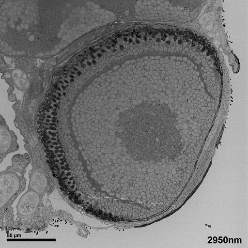  NCBI Organism:Danio rerio; Cell Types:Eye Biological process:eye morphogenesis