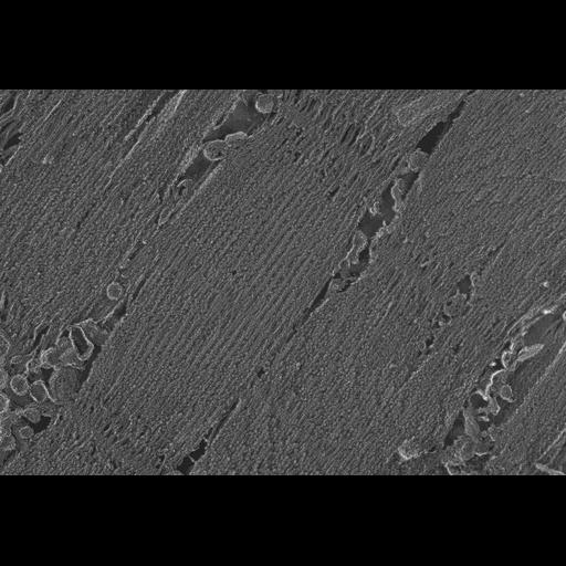  NCBI Organism:Oryctolagus cuniculus; Cell Types:skeletal muscle cell Cell Components:cytoskeleton Biological process:skeletal muscle contraction