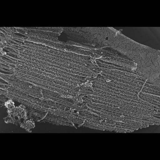  NCBI Organism:Oryctolagus cuniculus; Cell Types:skeletal muscle cell Cell Components:cytoskeleton Biological process:skeletal muscle contraction