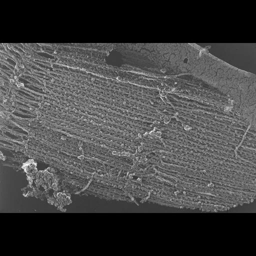  NCBI Organism:Oryctolagus cuniculus; Cell Types:skeletal muscle cell Cell Components:cytoskeleton Biological process:skeletal muscle contraction