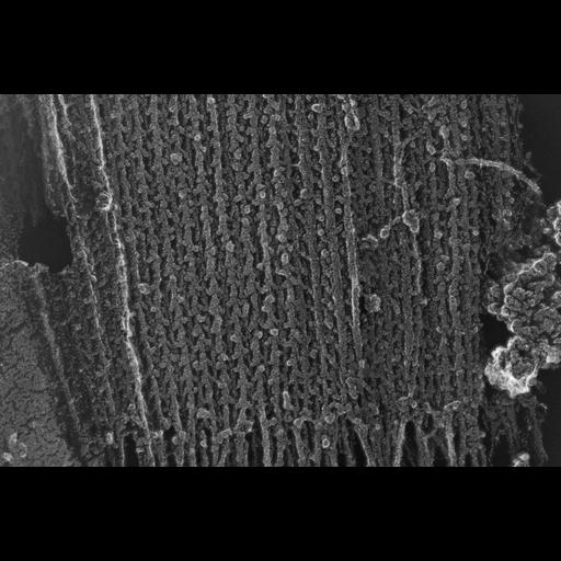  NCBI Organism:Oryctolagus cuniculus; Cell Types:skeletal muscle cell Cell Components:cytoskeleton Biological process:skeletal muscle contraction