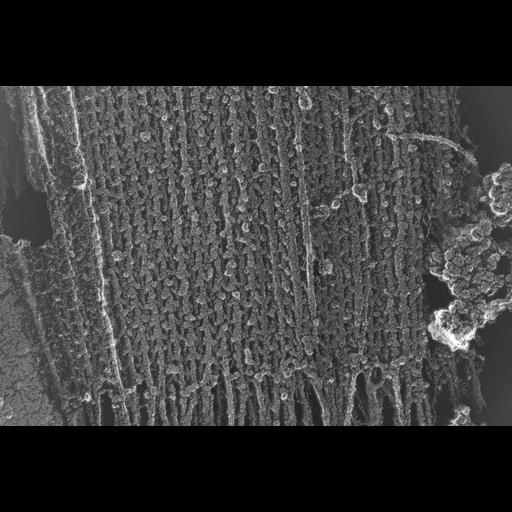  NCBI Organism:Oryctolagus cuniculus; Cell Types:skeletal muscle cell Cell Components:cytoskeleton Biological process:skeletal muscle contraction