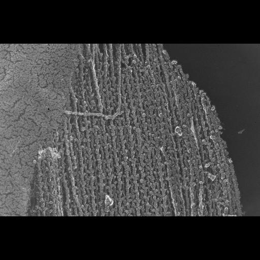  NCBI Organism:Oryctolagus cuniculus; Cell Types:skeletal muscle cell Cell Components:cytoskeleton Biological process:skeletal muscle contraction