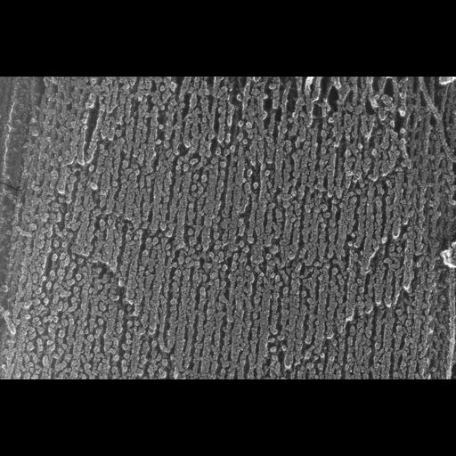  NCBI Organism:Oryctolagus cuniculus; Cell Types:skeletal muscle cell Cell Components:cytoskeleton Biological process:skeletal muscle contraction