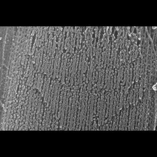  NCBI Organism:Oryctolagus cuniculus; Cell Types:skeletal muscle cell Cell Components:cytoskeleton Biological process:skeletal muscle contraction