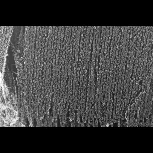  NCBI Organism:Oryctolagus cuniculus; Cell Types:skeletal muscle cell Cell Components:cytoskeleton Biological process:skeletal muscle contraction