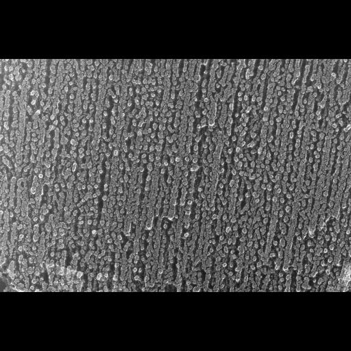  NCBI Organism:Oryctolagus cuniculus; Cell Types:skeletal muscle cell Cell Components:cytoskeleton Biological process:skeletal muscle contraction