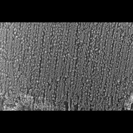  NCBI Organism:Oryctolagus cuniculus; Cell Types:skeletal muscle cell Cell Components:cytoskeleton Biological process:skeletal muscle contraction