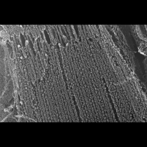  NCBI Organism:Oryctolagus cuniculus; Cell Types:skeletal muscle cell Cell Components:cytoskeleton Biological process:skeletal muscle contraction