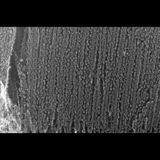  NCBI Organism:Oryctolagus cuniculus; Cell Types:skeletal muscle cell Cell Components:cytoskeleton Biological process:skeletal muscle contraction