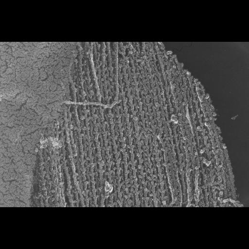  NCBI Organism:Oryctolagus cuniculus; Cell Types:skeletal muscle cell Cell Components:cytoskeleton Biological process:skeletal muscle contraction