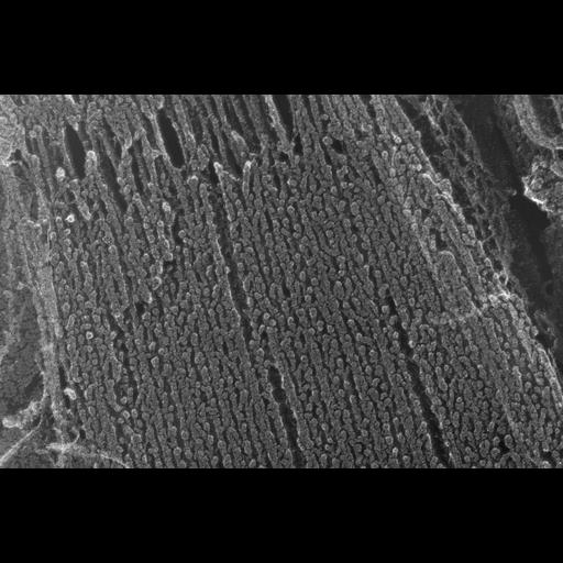  NCBI Organism:Oryctolagus cuniculus; Cell Types:skeletal muscle cell Cell Components:cytoskeleton Biological process:skeletal muscle contraction