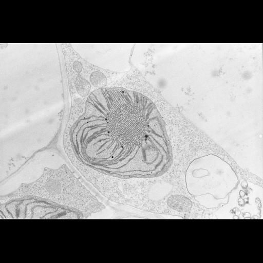  NCBI Organism:Zea mays; Cell Types:photosynthetic cell Cell Components:chloroplast, etioplast, plastid part; Biological process:C4 photosynthesis, plastid organization, chloroplast organization, etioplast organization;