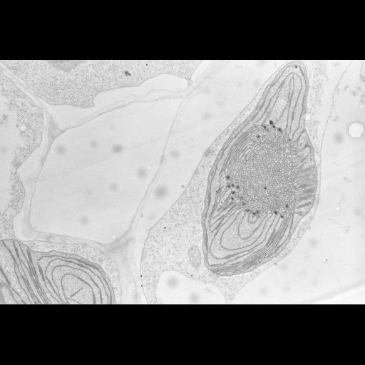  NCBI Organism:Zea mays; Cell Types:photosynthetic cell Cell Components:chloroplast, etioplast, plastid part; Biological process:C4 photosynthesis, plastid organization, chloroplast organization, etioplast organization;