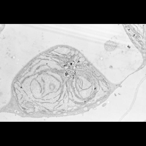  NCBI Organism:Zea mays; Cell Types:photosynthetic cell Cell Components:chloroplast, etioplast, plastid part; Biological process:C4 photosynthesis, plastid organization, chloroplast organization, etioplast organization;