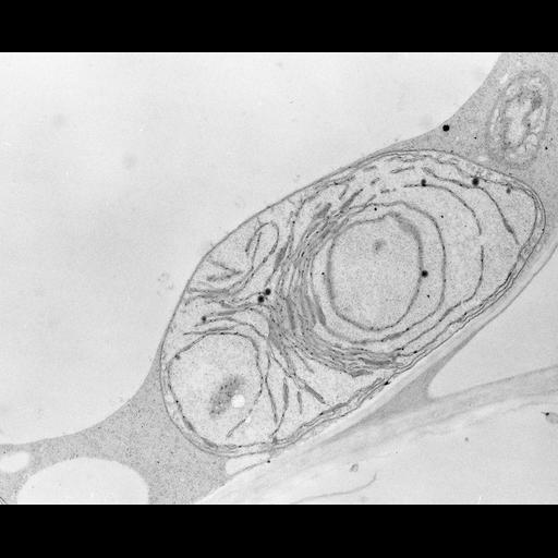  NCBI Organism:Zea mays; Cell Types:photosynthetic cell Cell Components:chloroplast, etioplast, plastid part; Biological process:C4 photosynthesis, plastid organization, chloroplast organization, etioplast organization;