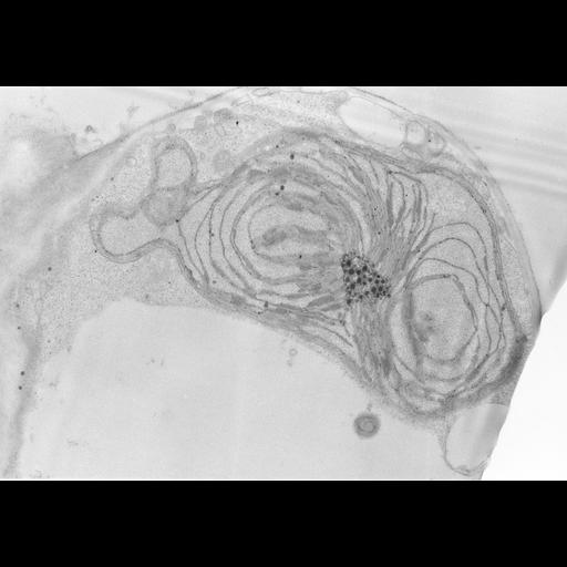  NCBI Organism:Zea mays; Cell Types:photosynthetic cell Cell Components:chloroplast, etioplast, plastid part; Biological process:C4 photosynthesis, plastid organization, chloroplast organization, etioplast organization;