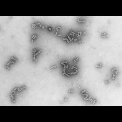  NCBI Organism:Necturus maculosus; Cell Types:nucleate erythrocyte Cell Components:nuclear chromatin Biological process:chromatin assembly