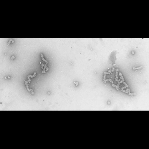  NCBI Organism:Necturus maculosus; Cell Types:nucleate erythrocyte Cell Components:nuclear chromatin Biological process:chromatin assembly