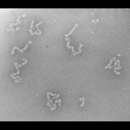  NCBI Organism:Necturus maculosus; Cell Types:nucleate erythrocyte Cell Components:nuclear chromatin Biological process:chromatin assembly