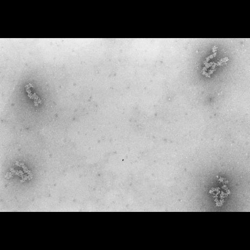  NCBI Organism:Necturus maculosus; Cell Types:nucleate erythrocyte Cell Components:nuclear chromatin Biological process:chromatin assembly