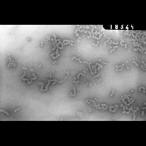  NCBI Organism:Necturus maculosus; Cell Types:nucleate erythrocyte Cell Components:nuclear chromatin Biological process:chromatin assembly