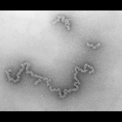  NCBI Organism:Necturus maculosus; Cell Types:nucleate erythrocyte Cell Components:nuclear chromatin Biological process:chromatin assembly, chromosome organization;