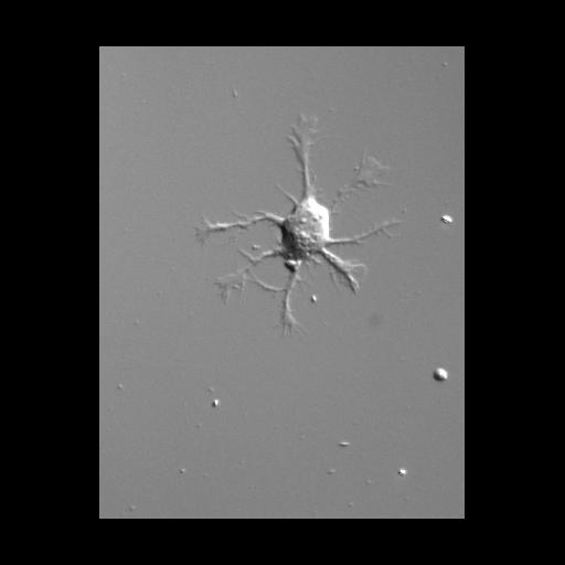  NCBI Organism:Rattus; Cell Types:multipolar neuron Cell Components:dendrite, dendritic growth cone, dendritic branch, axon, axonal growth cone; Biological process:establishment or maintenance of cell polarity, dendrite development, dendrite morphogenesis;