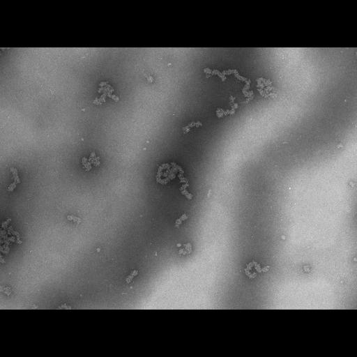  NCBI Organism:Necturus maculosus; Cell Types:nucleate erythrocyte Cell Components:nuclear chromatin Biological process:chromatin assembly