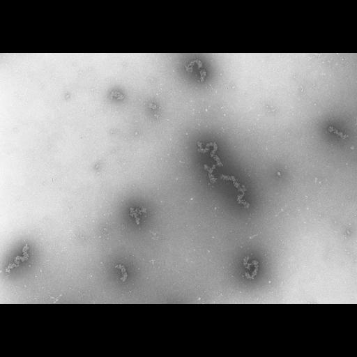  NCBI Organism:Necturus maculosus; Cell Types:nucleate erythrocyte Cell Components:nuclear chromatin Biological process:chromatin assembly