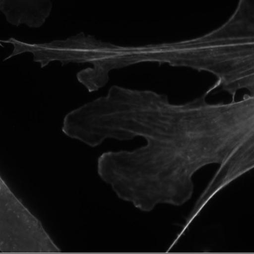  NCBI Organism:Mus musculus; Cell Types:permanent cell line cell, fibroblast; Cell Components:actin cytoskeleton Biological process:actin cytoskeleton organization