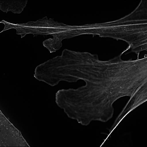  NCBI Organism:Mus musculus; Cell Types:permanent cell line cell Cell Components:actin cytoskeleton Biological process:actin cytoskeleton organization