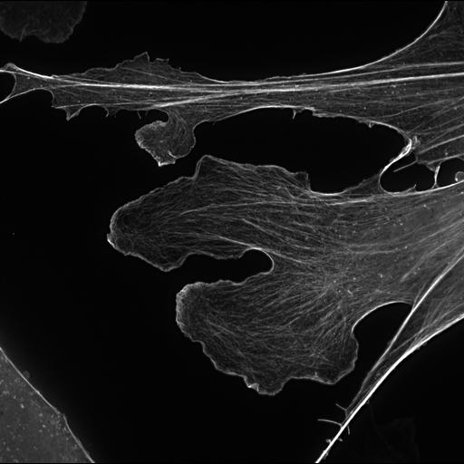  NCBI Organism:Mus musculus; Cell Types:permanent cell line cell Cell Components:actin cytoskeleton Biological process:actin cytoskeleton organization