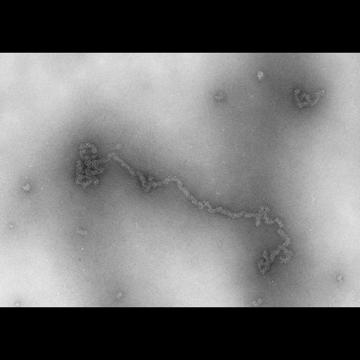  NCBI Organism:Necturus maculosus; Cell Types:nucleate erythrocyte Cell Components:nuclear chromatin Biological process:chromatin assembly