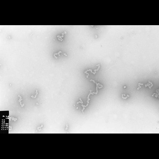  NCBI Organism:Necturus maculosus; Cell Types:nucleate erythrocyte Cell Components:nuclear chromatin Biological process:chromatin assembly