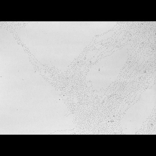  NCBI Organism:Gallus gallus; Cell Types:nucleate erythrocyte Cell Components:chromatin Biological process:DNA packaging