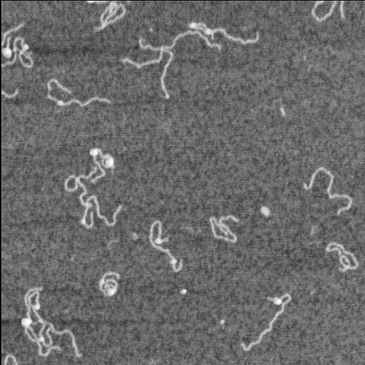  NCBI Organism:Homo sapiens;