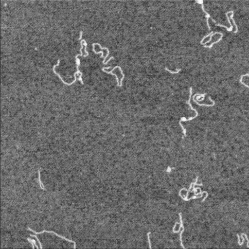  NCBI Organism:Homo sapiens;
