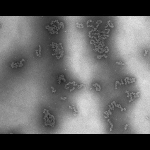  NCBI Organism:Necturus maculosus; Cell Types:nucleate erythrocyte Cell Components:nuclear chromatin Biological process:chromatin assembly