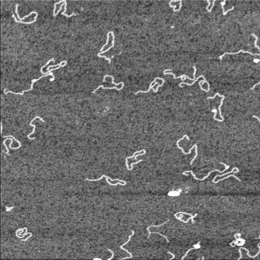  NCBI Organism:Homo sapiens;