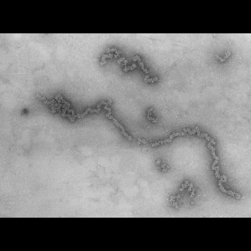  NCBI Organism:Necturus maculosus; Cell Types:nucleate erythrocyte Cell Components:nuclear chromatin Biological process:chromatin assembly